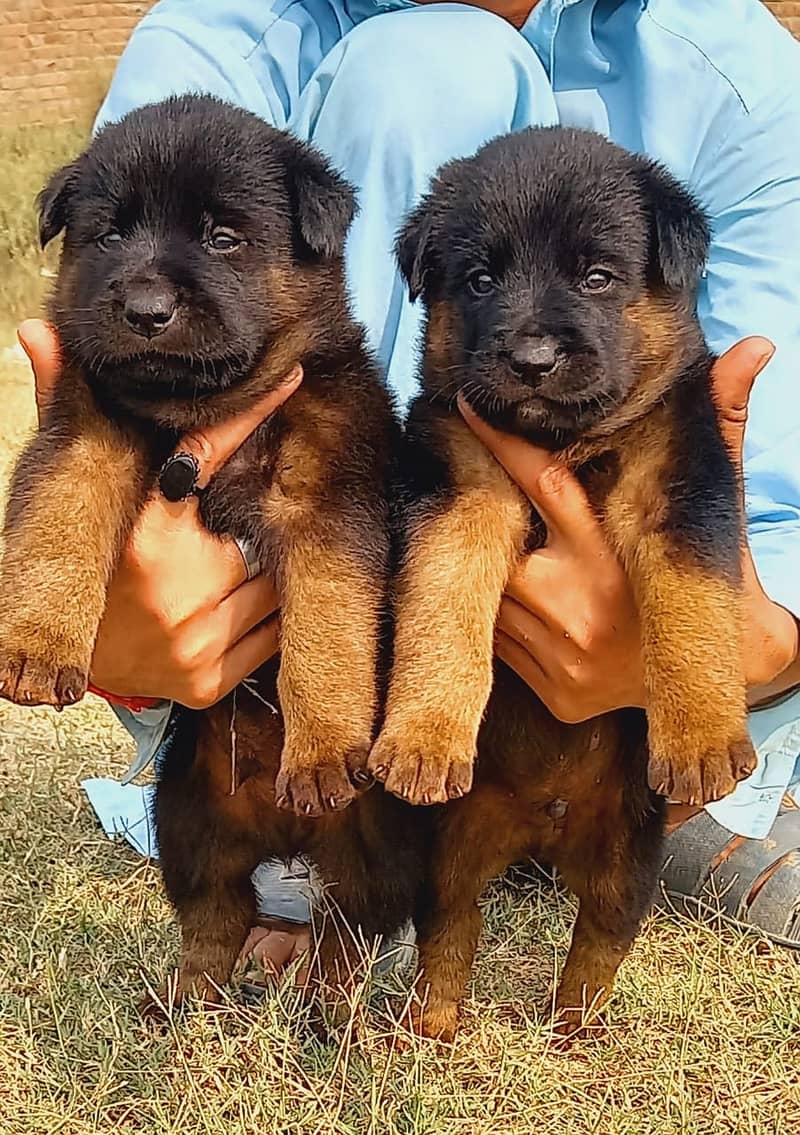 German Shepherd Long Coat Pair For Sale 0