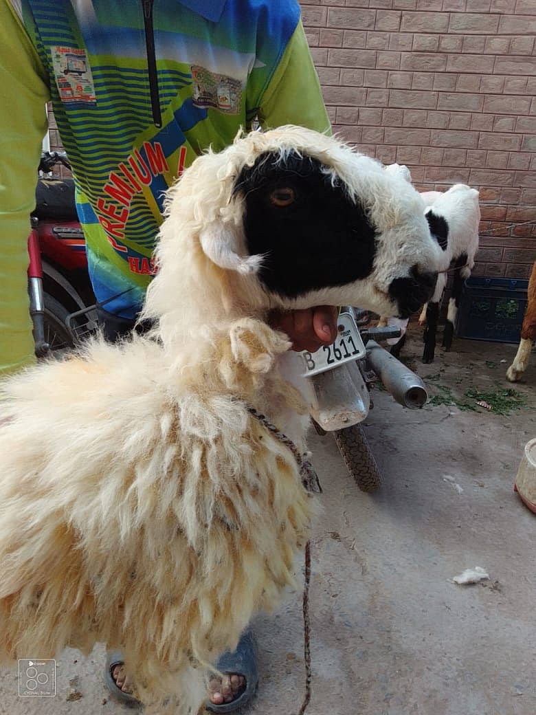 kajla /chatra / bakra | mundra | Breader | بکرا | male Sheep /goat 2