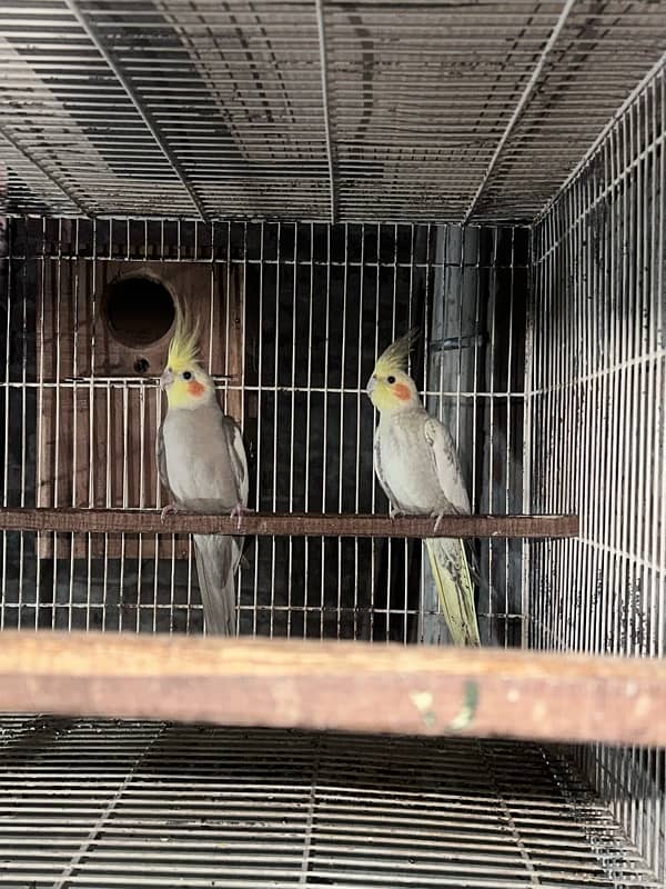 cocktail pair for sale 0