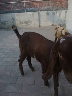 bakra bakri