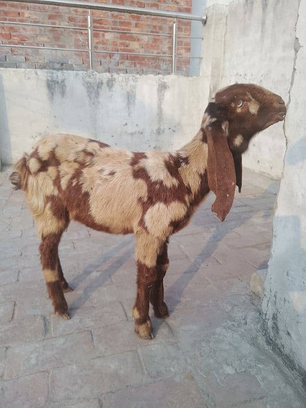 bakra bakri 1