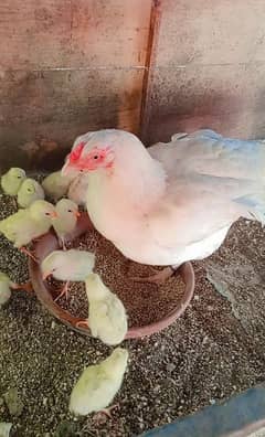 Heera/Hera/Hira chicks available for sale (1300) per piece