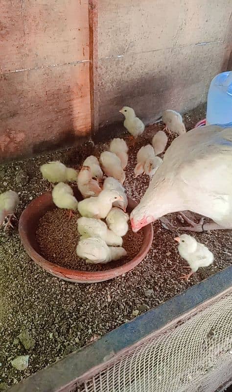 Heera/Hera/Hira chicks available for sale (1300) per piece 2