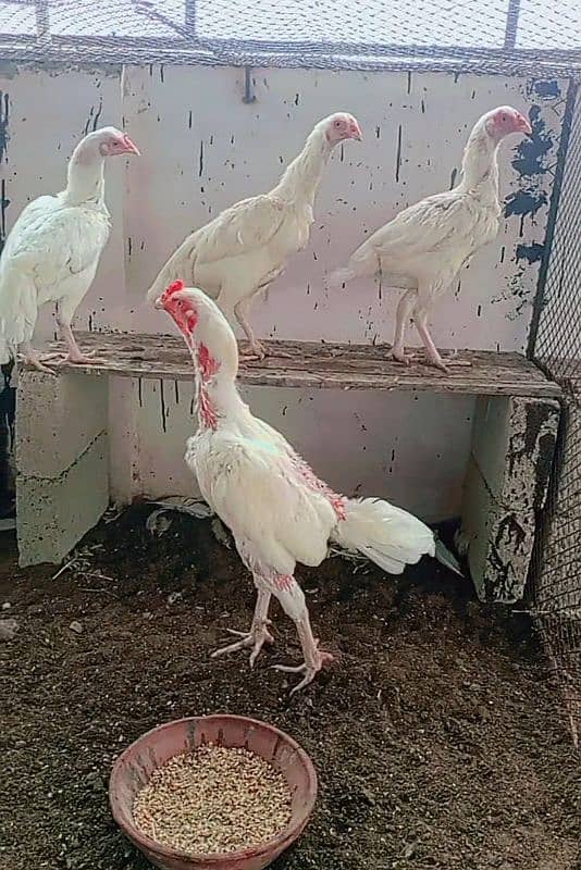 Heera/Hera/Hira chicks available for sale (1300) per piece 3