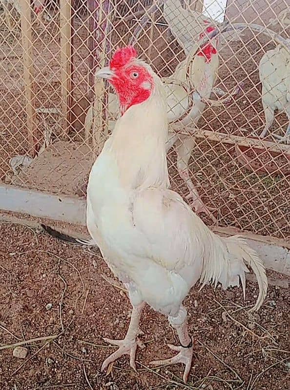 Heera/Hera/Hira chicks available for sale (1300) per piece 4