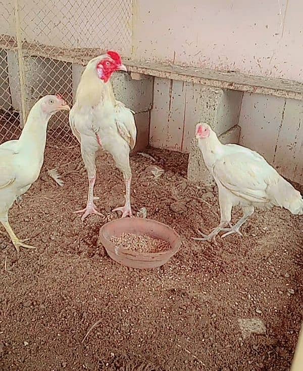 Heera/Hera/Hira chicks available for sale (1300) per piece 5