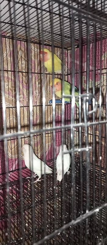 pineapple conour*Albino red aye par blue green opline lutino red aye 11