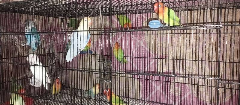 pineapple conour*Albino red aye par blue green opline lutino red aye 12