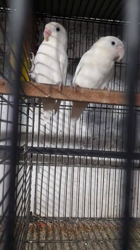 White albino split black  eyes ( Breeder pair) 0