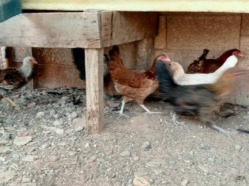 Umer Zaib Chicken Farming 18