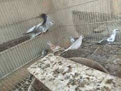 red , pied , opal adult dove