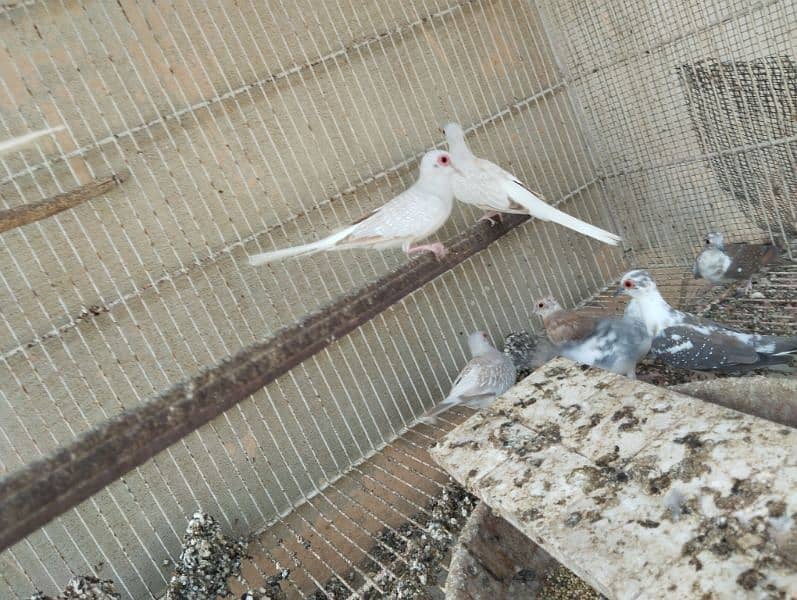 red , pied , opal adult dove 1