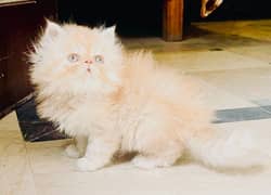 New Year Offer Peke Face Persian Kitten