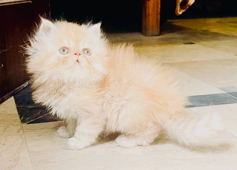 New Year Offer Peke Face Persian Kitten 0