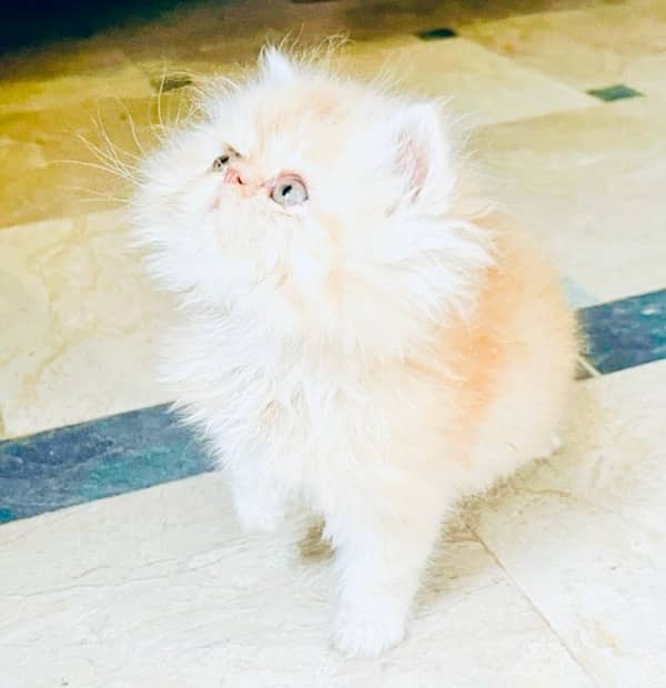 New Year Offer Peke Face Persian Kitten 1