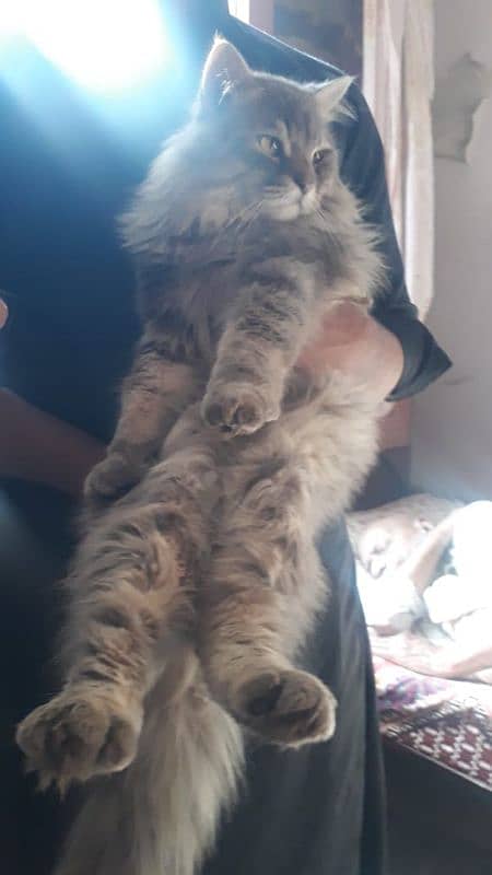 PURE PERSIAN MALE CAT AVAILABLE FOR SALE 0