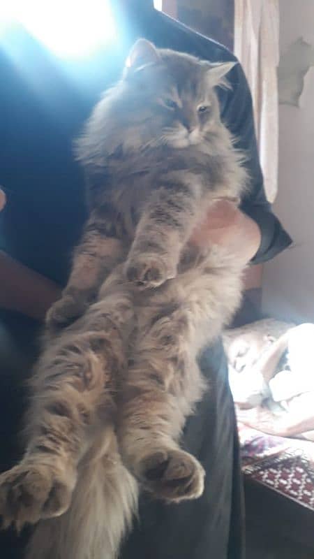 PURE PERSIAN MALE CAT AVAILABLE FOR SALE 1