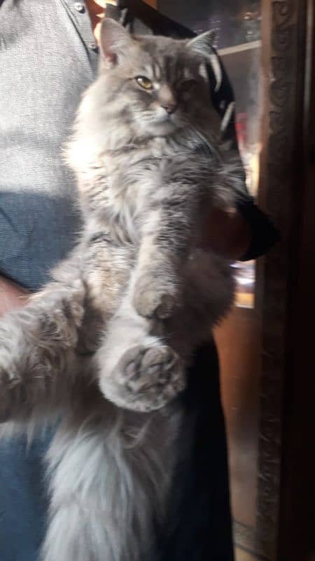 PURE PERSIAN MALE CAT AVAILABLE FOR SALE 2