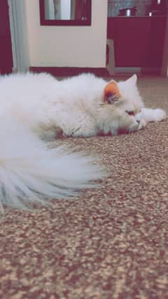 persian cat tripple coated