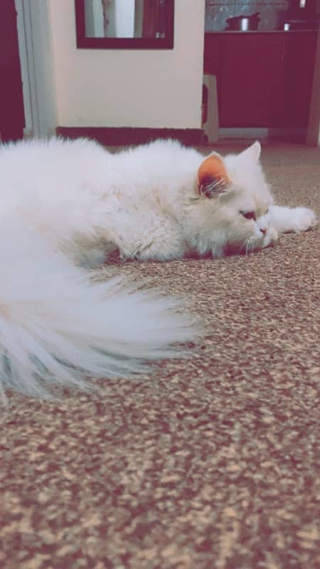 persian cat tripple coated 0