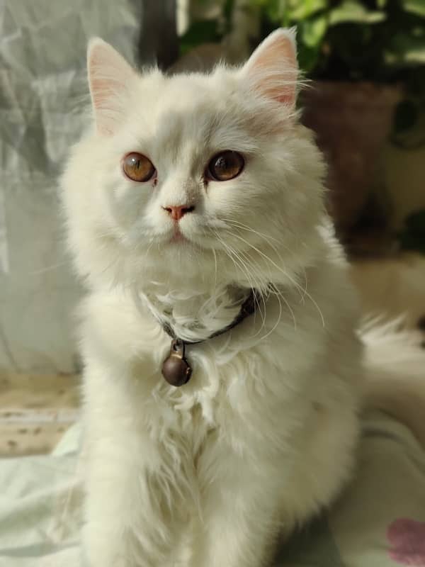 persian cat tripple coated 4