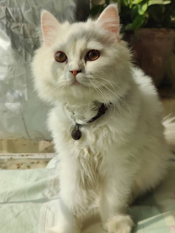 persian cat tripple coated 5