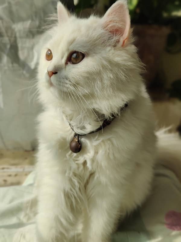 persian cat tripple coated 6