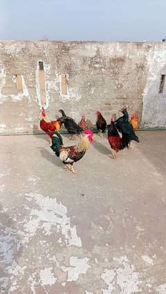 6 female hen's and 3 male