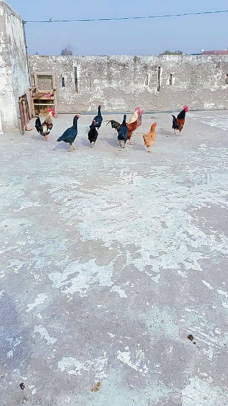 6 female hen's and 3 male 1