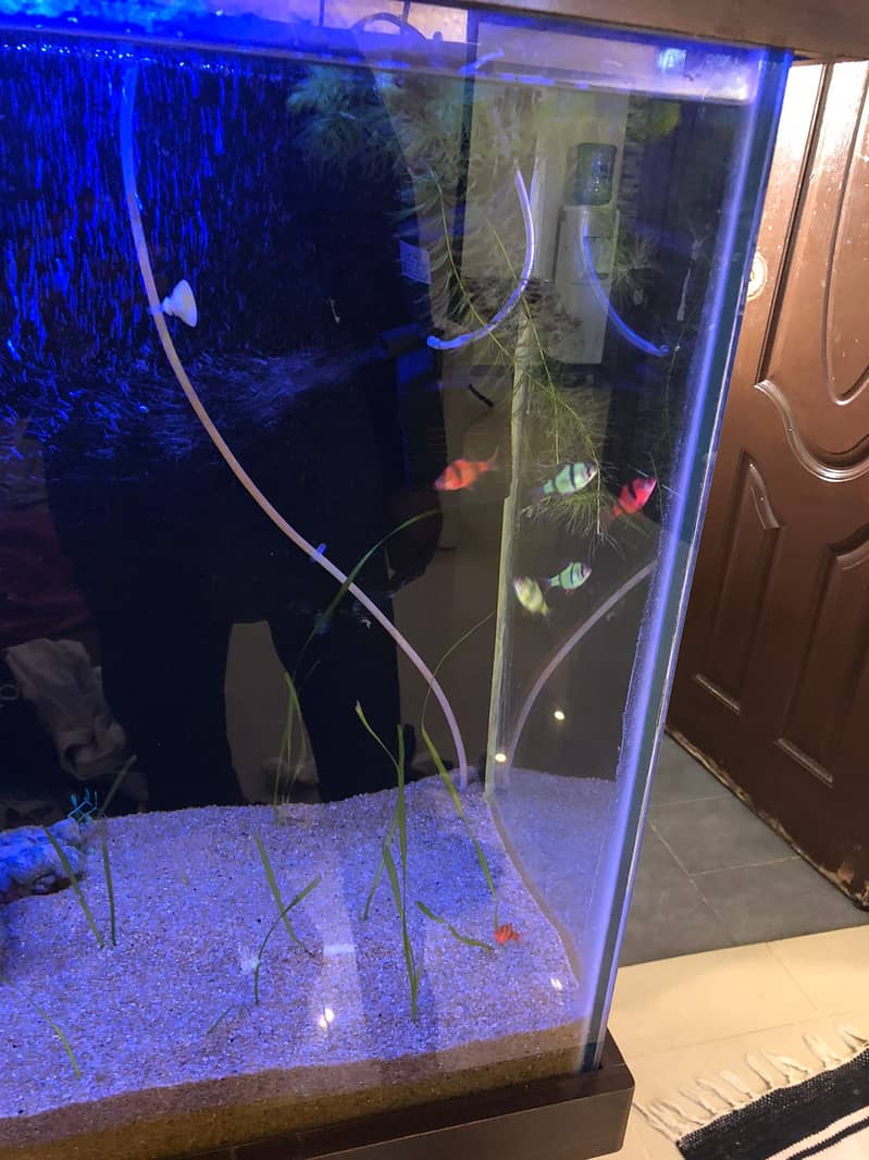 3 Feet Aquarium with complete accessories and fish 1