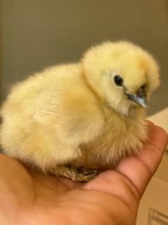 White Silkie fancy Chicks active and healthy premium Quality