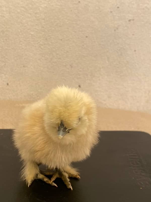 White Silkie fancy Chicks active and healthy premium Quality 1