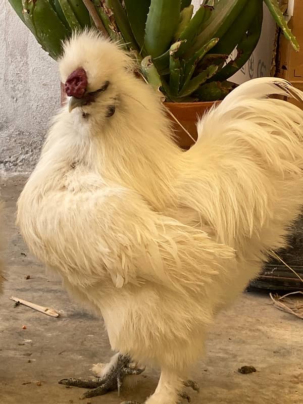 White Silkie fancy Chicks active and healthy premium Quality 3