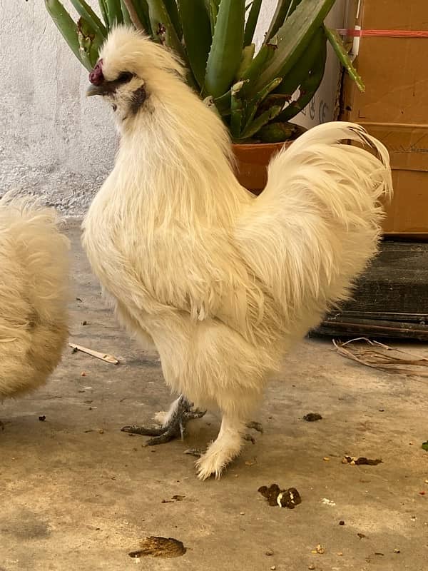 White Silkie fancy Chicks active and healthy premium Quality 4