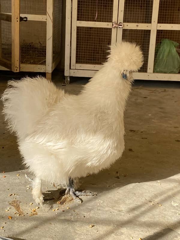 White Silkie fancy Chicks active and healthy premium Quality 5