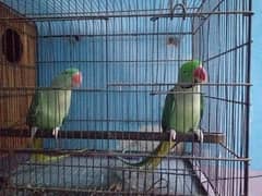 alexander breeding pair for sale