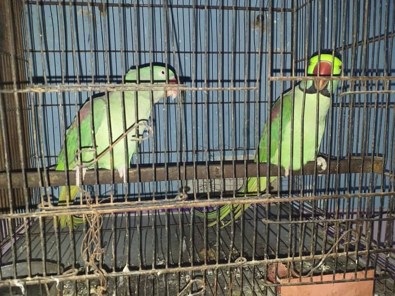 alexander breeding pair for sale 2