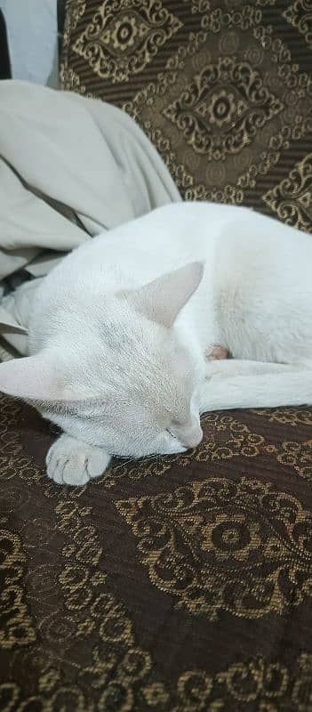 Turkish Angora + Russian Black Cat 3