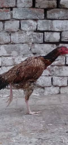 Aseel