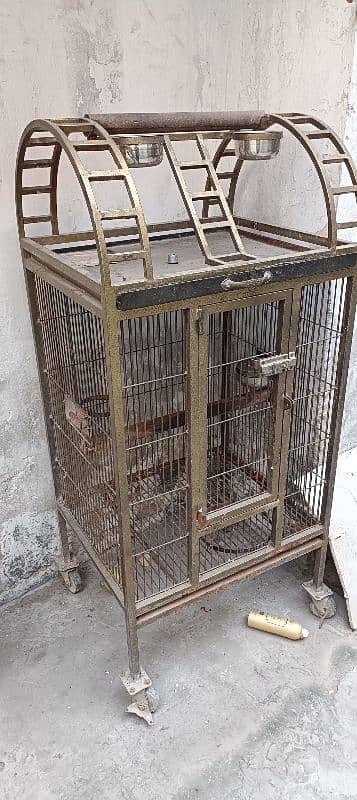 birds and parrot cage African grey raw macaw 1