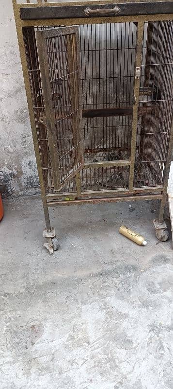 birds and parrot cage African grey raw macaw 5