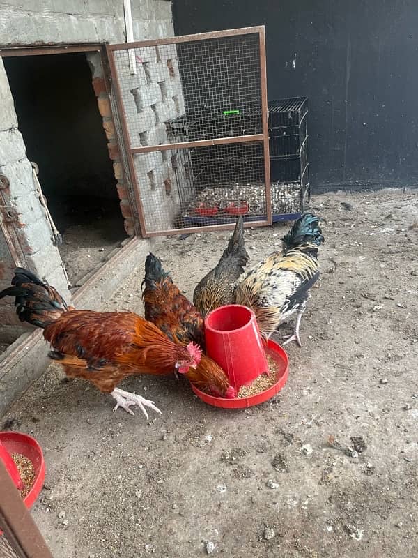 Golden misri for sale 3