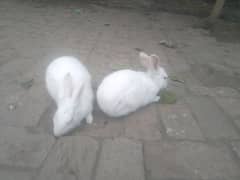 RABITS