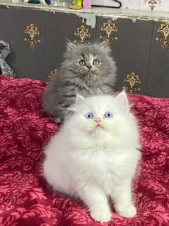 Persian kittens available now 03104479848