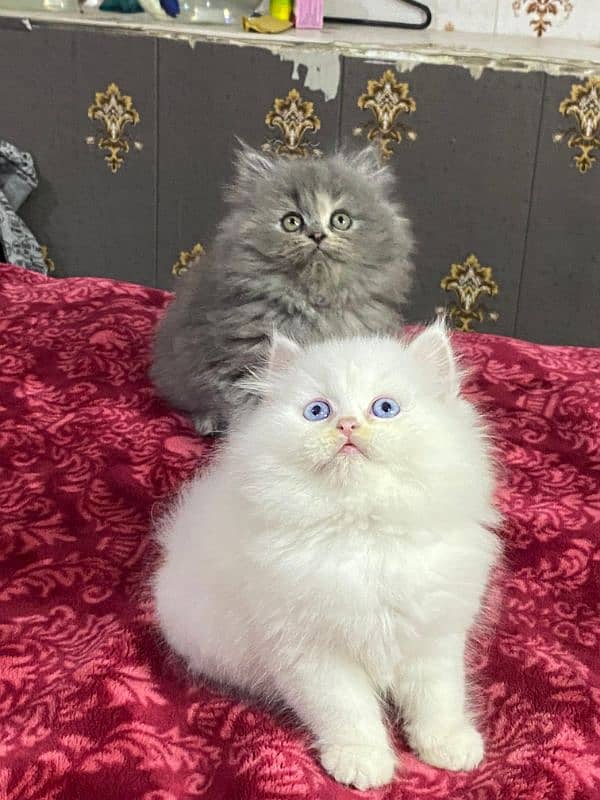 Persian kittens available now 03104479848 0