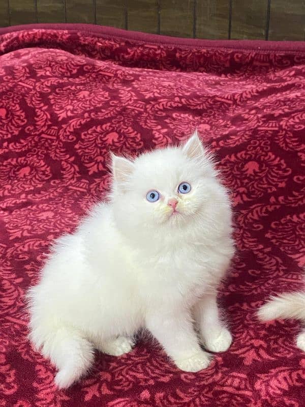 Persian kittens available now 03104479848 1