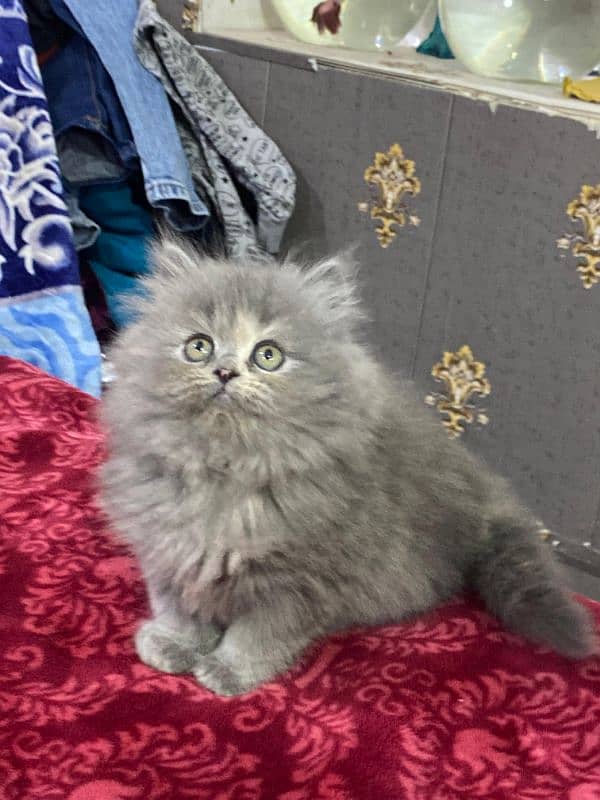 Persian kittens available now 03104479848 2