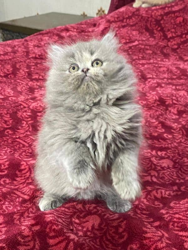 Persian kittens available now 03104479848 4