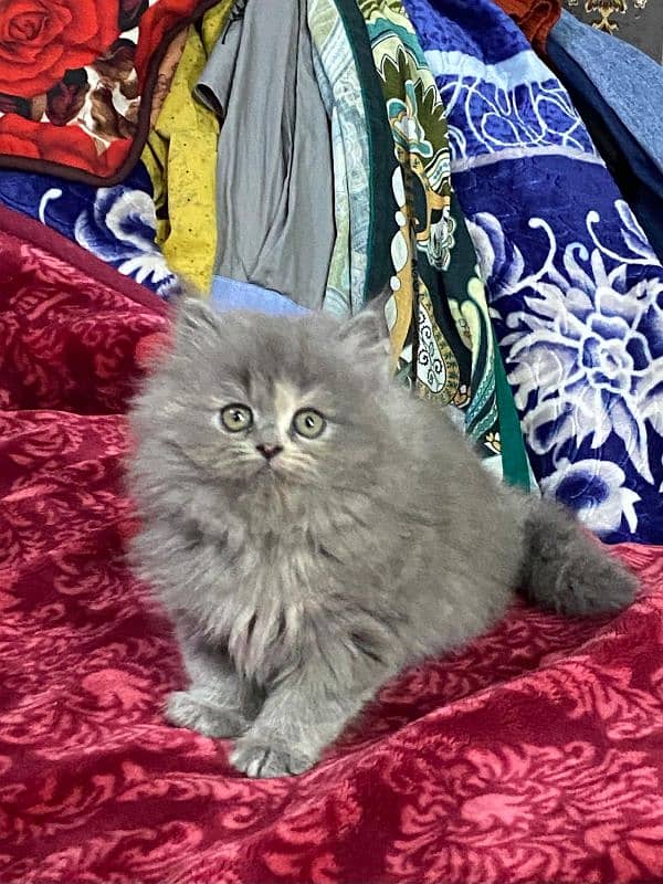 Persian kittens available now 03104479848 6