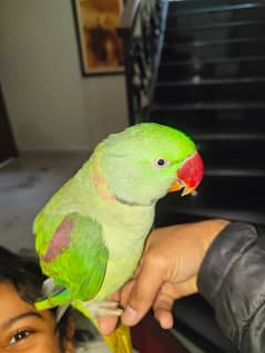 Raw male parrot Semi Tame